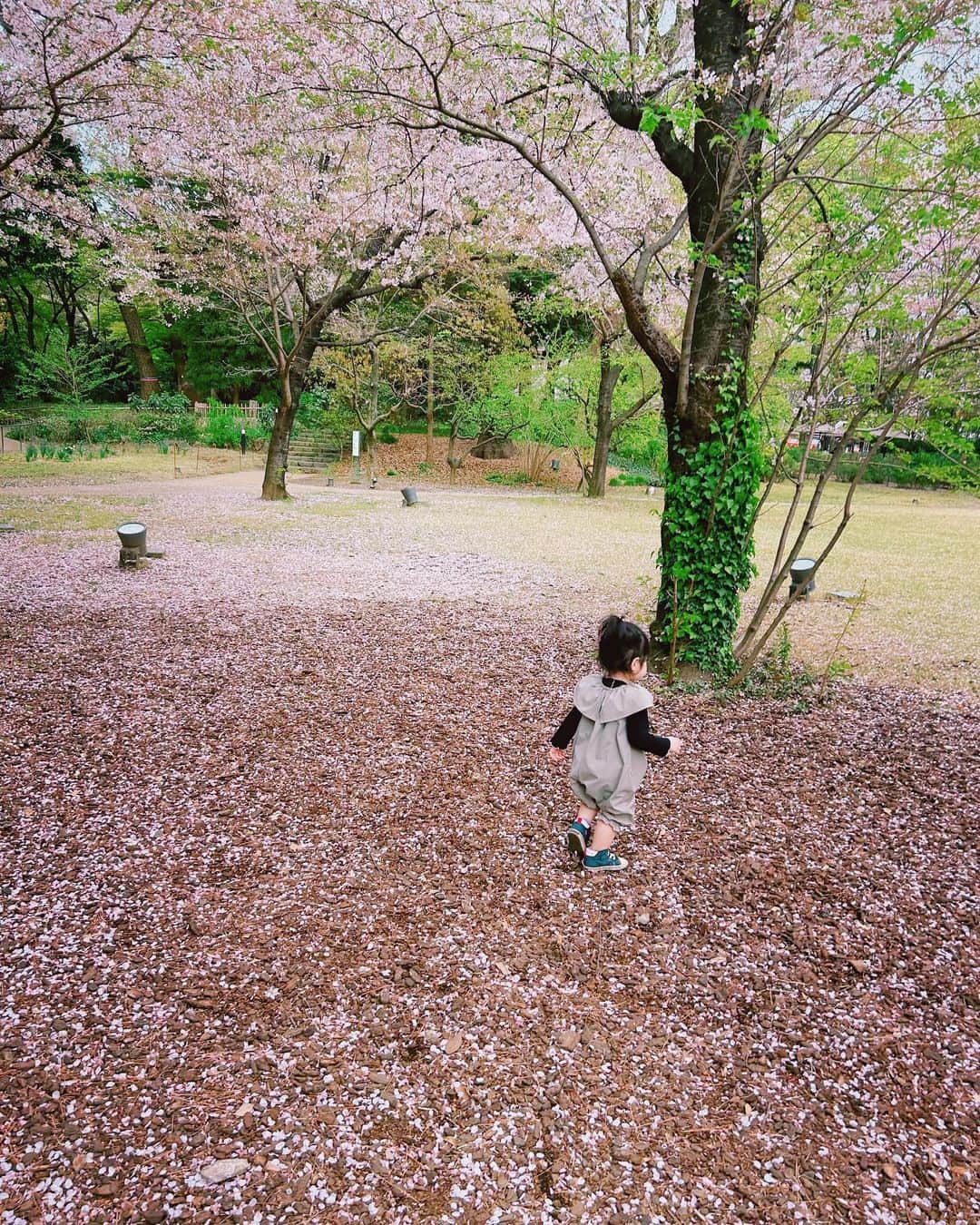 平野ノラさんのインスタグラム写真 - (平野ノラInstagram)「🌸🌸🌸」4月4日 15時55分 - noranoranora1988