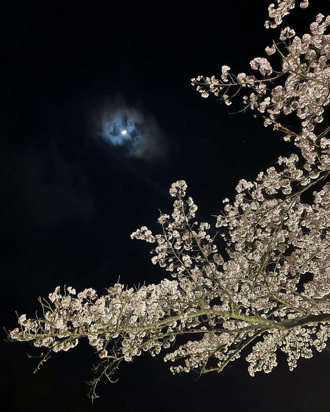 天翠茶寮さんのインスタグラム写真 - (天翠茶寮Instagram)「こんにちは。 天翠茶寮でございます。  今回は『箱根宮城野早川堤の桜🌸』をご紹介致します。 早川沿いの堤約600mにわたり、 約120本の桜並木が続いています。  現在ライトアップが行われており、4月9日にはイベントも開催されるようなのでぜひ足を運んでみてください✨  【ライトアップ期間】 4月1日〜4月22日 18:00〜21:00 天翠茶寮から車で約5分🚘  #天翠茶寮 #強羅 #箱根 #箱根観光 #箱根旅行 #温泉 #温泉旅行 #お花見」4月4日 16時11分 - tensui_saryo