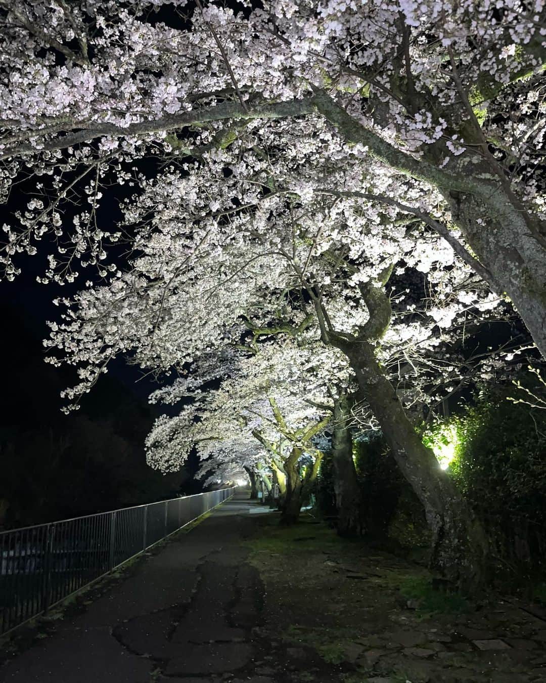 天翠茶寮さんのインスタグラム写真 - (天翠茶寮Instagram)「こんにちは。 天翠茶寮でございます。  今回は『箱根宮城野早川堤の桜🌸』をご紹介致します。 早川沿いの堤約600mにわたり、 約120本の桜並木が続いています。  現在ライトアップが行われており、4月9日にはイベントも開催されるようなのでぜひ足を運んでみてください✨  【ライトアップ期間】 4月1日〜4月22日 18:00〜21:00 天翠茶寮から車で約5分🚘  #天翠茶寮 #強羅 #箱根 #箱根観光 #箱根旅行 #温泉 #温泉旅行 #お花見」4月4日 16時11分 - tensui_saryo