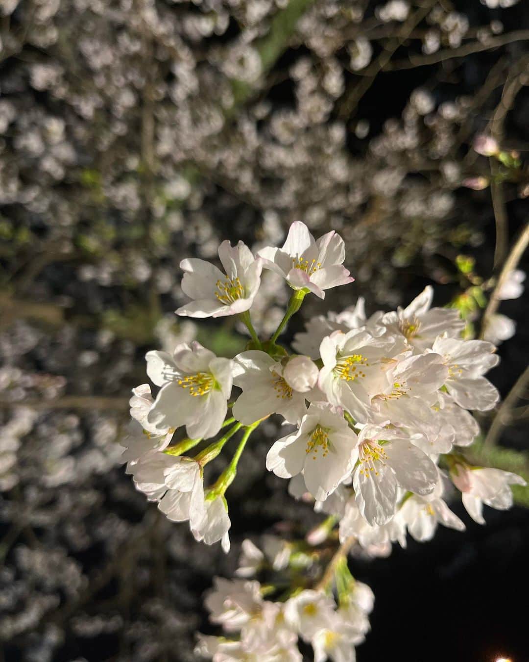 天翠茶寮のインスタグラム：「こんにちは。 天翠茶寮でございます。  今回は『箱根宮城野早川堤の桜🌸』をご紹介致します。 早川沿いの堤約600mにわたり、 約120本の桜並木が続いています。  現在ライトアップが行われており、4月9日にはイベントも開催されるようなのでぜひ足を運んでみてください✨  【ライトアップ期間】 4月1日〜4月22日 18:00〜21:00 天翠茶寮から車で約5分🚘  #天翠茶寮 #強羅 #箱根 #箱根観光 #箱根旅行 #温泉 #温泉旅行 #お花見」