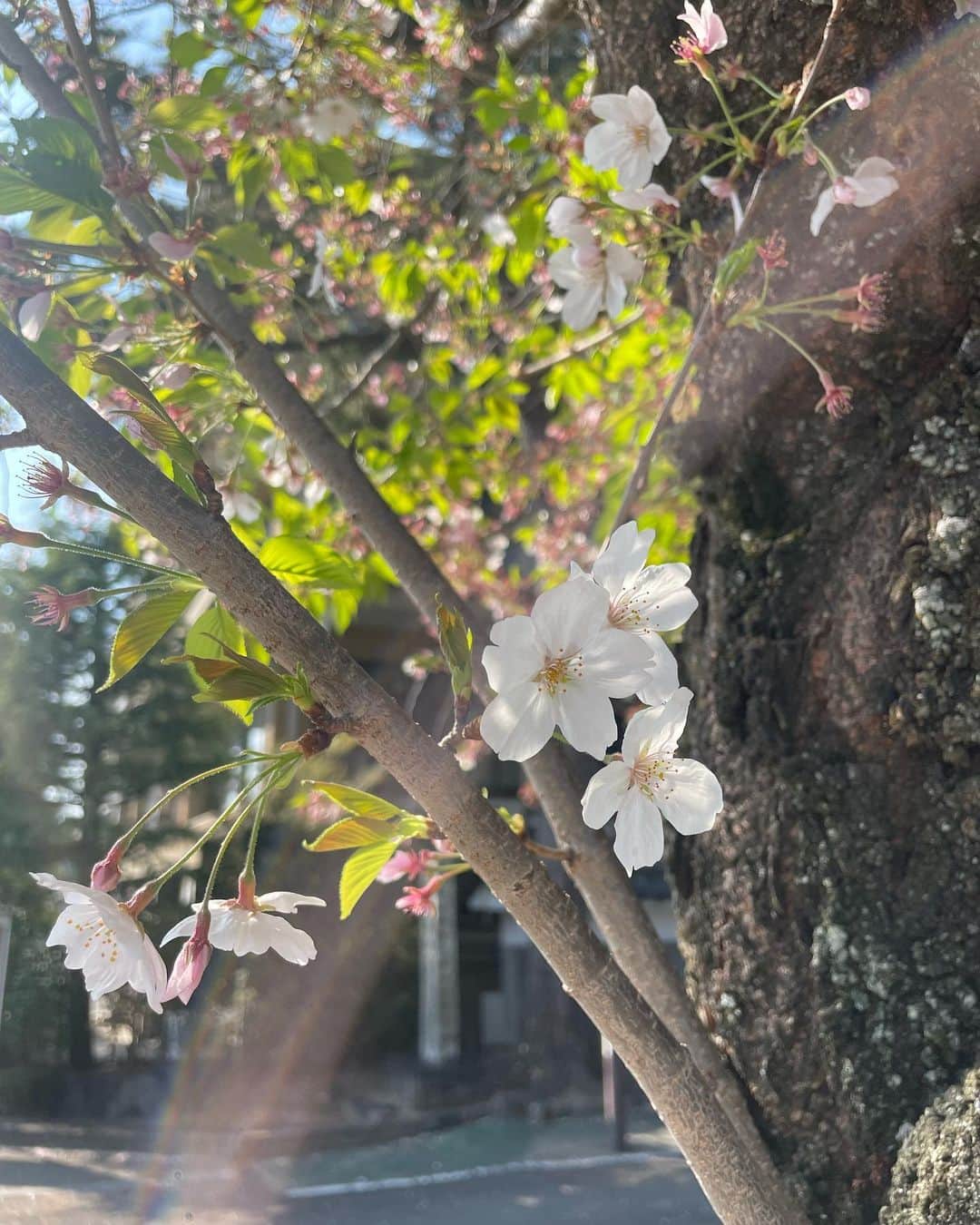倉地美晴さんのインスタグラム写真 - (倉地美晴Instagram)「・ 久しぶりの京都⛩🌸 満喫します！！  #🌸 #京都」4月4日 16時29分 - miharu_kurachi