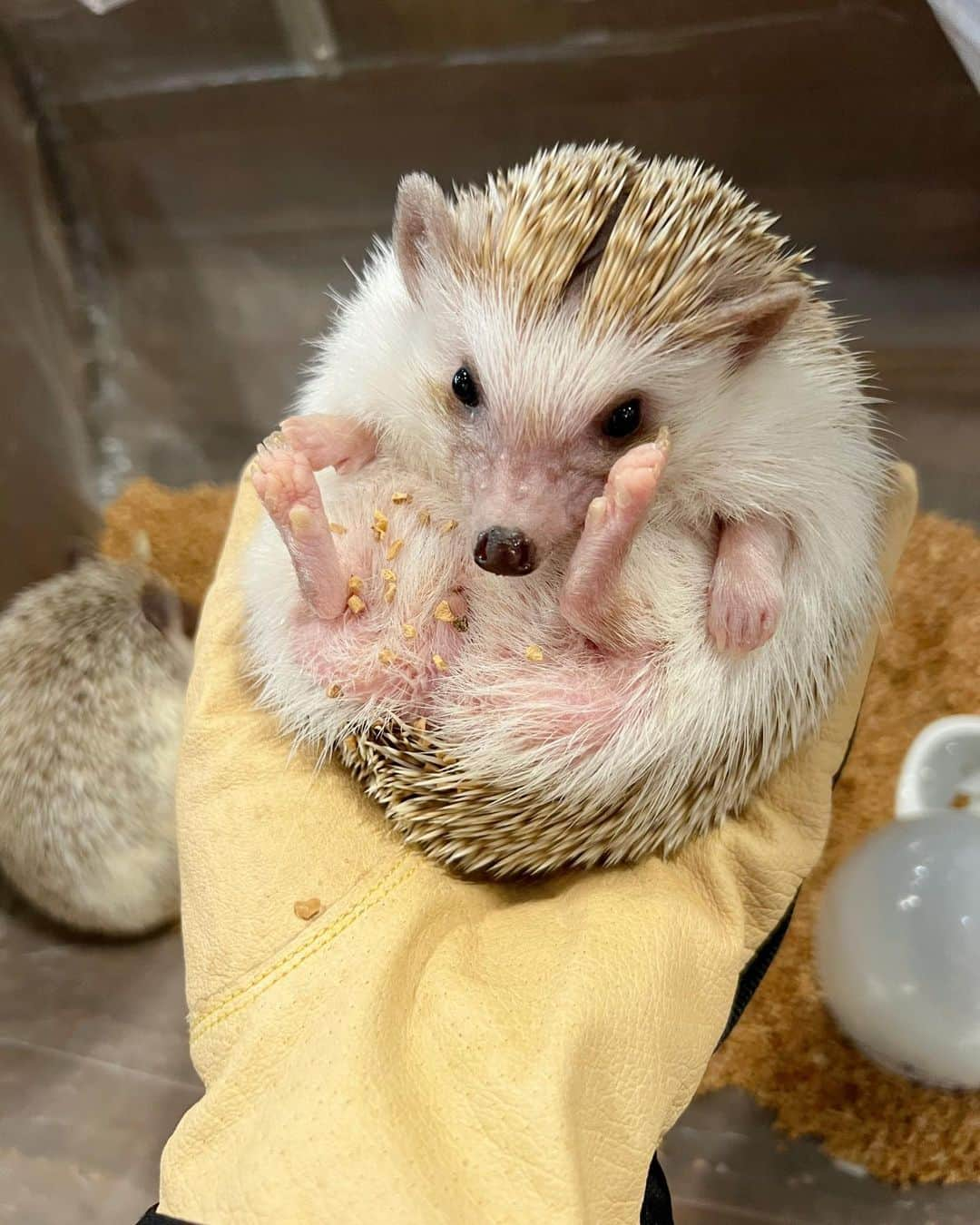 實石あづささんのインスタグラム写真 - (實石あづさInstagram)「. 🦔🦔🦔 姪っ子の東京観光に便乗💁🏻‍♀️ 手の上で寝るとか可愛いすぎた🦔❤️ . #ハリネズミカフェ #🦔  #harry #ハリネズミカフェ原宿 #春休み #東京観光 #harajuku #tokyo  #フリーアナウンサー  #スピーチトレーナー  #キャリアコンサルタント #キャリコン #實石あづさ」4月4日 16時48分 - azusa_jitsuishi