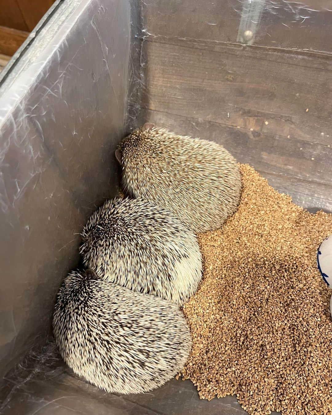 實石あづささんのインスタグラム写真 - (實石あづさInstagram)「. 🦔🦔🦔 姪っ子の東京観光に便乗💁🏻‍♀️ 手の上で寝るとか可愛いすぎた🦔❤️ . #ハリネズミカフェ #🦔  #harry #ハリネズミカフェ原宿 #春休み #東京観光 #harajuku #tokyo  #フリーアナウンサー  #スピーチトレーナー  #キャリアコンサルタント #キャリコン #實石あづさ」4月4日 16時48分 - azusa_jitsuishi