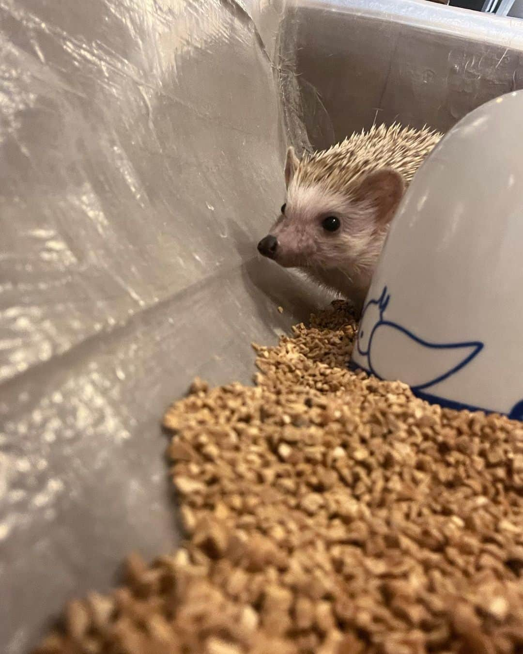 實石あづささんのインスタグラム写真 - (實石あづさInstagram)「. 🦔🦔🦔 姪っ子の東京観光に便乗💁🏻‍♀️ 手の上で寝るとか可愛いすぎた🦔❤️ . #ハリネズミカフェ #🦔  #harry #ハリネズミカフェ原宿 #春休み #東京観光 #harajuku #tokyo  #フリーアナウンサー  #スピーチトレーナー  #キャリアコンサルタント #キャリコン #實石あづさ」4月4日 16時48分 - azusa_jitsuishi