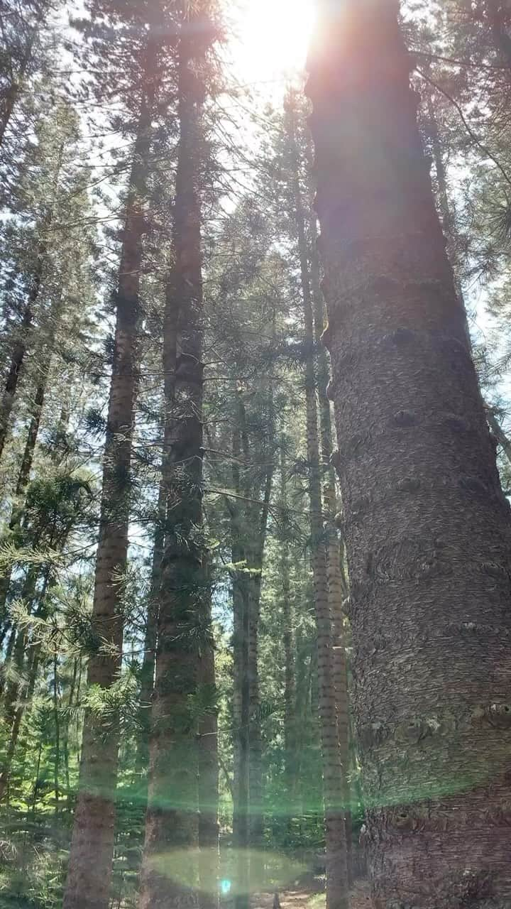 アンジェラ・磨紀・バーノンのインスタグラム：「A joyful precious moment in nature 🌲」