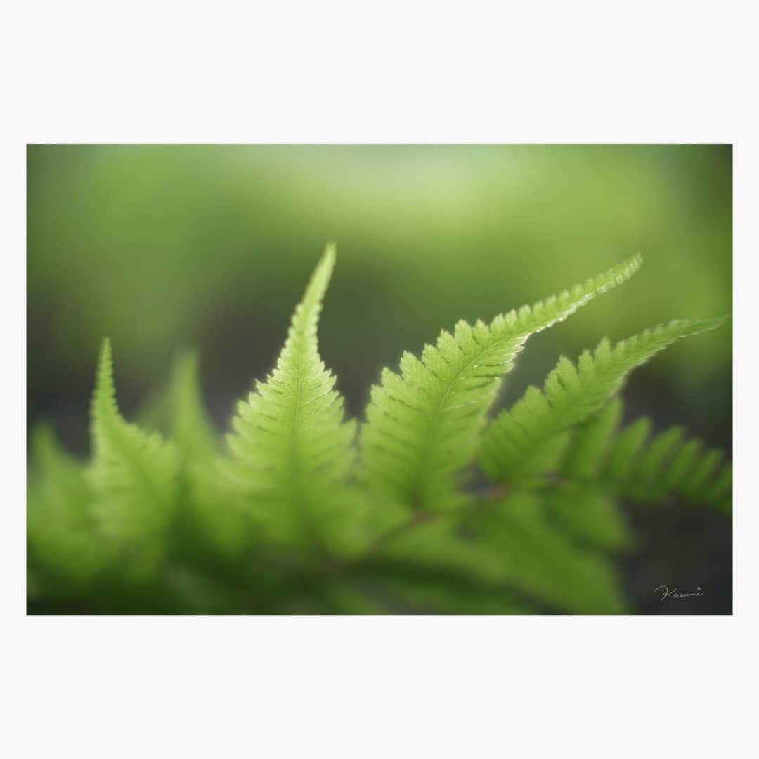 花澄さんのインスタグラム写真 - (花澄Instagram)「春の植物写真で採取。 わたしはよく 地面に貼り付いているので チクチクするなーと思うと 服の裾やお尻に なにかの種がついています。＾＾」4月4日 16時44分 - textisan