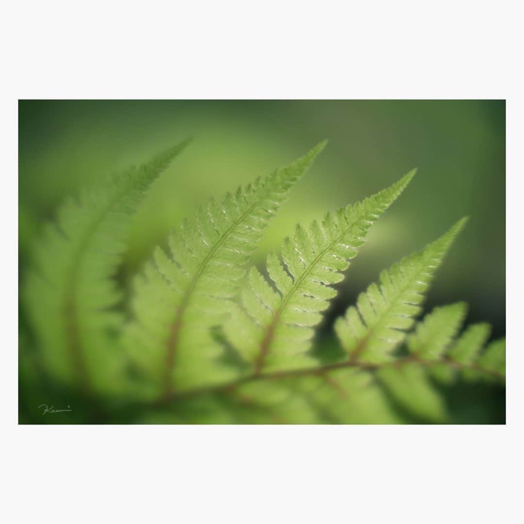 花澄さんのインスタグラム写真 - (花澄Instagram)「春の植物写真で採取。 わたしはよく 地面に貼り付いているので チクチクするなーと思うと 服の裾やお尻に なにかの種がついています。＾＾」4月4日 16時44分 - textisan