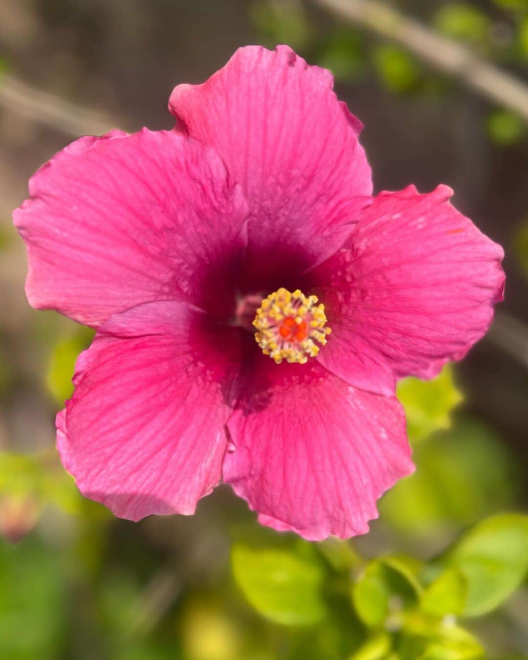 アリソン・シュミットさんのインスタグラム写真 - (アリソン・シュミットInstagram)「On a recent trip I was surrounded by beautiful scenery and flowers 🌸🌴🌺🌵🌷🪷🌾🐚   As I took it all in, all that kept coming to me was how flowers are so different, yet so beautiful. And how each flowers blooms at the right time, at their own pace.   I related with this so much because as I come back from surgery… I’m hard on myself. As I haven’t been able to workout like I would like to, I judge my body and compare my progression.   These messages from flowers really resonated within 🥹 and if anyone can relate, this is for you. Or this is just a post of pretty flowers 🤭   My purpose of this post is to remind you to please give love to YOURSELF. Try giving the same grace and compassion we so freely give to others, to yourself 🤍 if you aren’t where you want to be…what small thing can you do to go into the direction you want to grow? 🌈🌸💛  #selflove #compassion #grace #love #flowers #celebrateyourself」4月5日 2時46分 - arschmitty