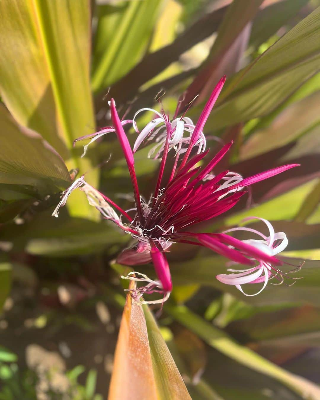 アリソン・シュミットさんのインスタグラム写真 - (アリソン・シュミットInstagram)「On a recent trip I was surrounded by beautiful scenery and flowers 🌸🌴🌺🌵🌷🪷🌾🐚   As I took it all in, all that kept coming to me was how flowers are so different, yet so beautiful. And how each flowers blooms at the right time, at their own pace.   I related with this so much because as I come back from surgery… I’m hard on myself. As I haven’t been able to workout like I would like to, I judge my body and compare my progression.   These messages from flowers really resonated within 🥹 and if anyone can relate, this is for you. Or this is just a post of pretty flowers 🤭   My purpose of this post is to remind you to please give love to YOURSELF. Try giving the same grace and compassion we so freely give to others, to yourself 🤍 if you aren’t where you want to be…what small thing can you do to go into the direction you want to grow? 🌈🌸💛  #selflove #compassion #grace #love #flowers #celebrateyourself」4月5日 2時46分 - arschmitty