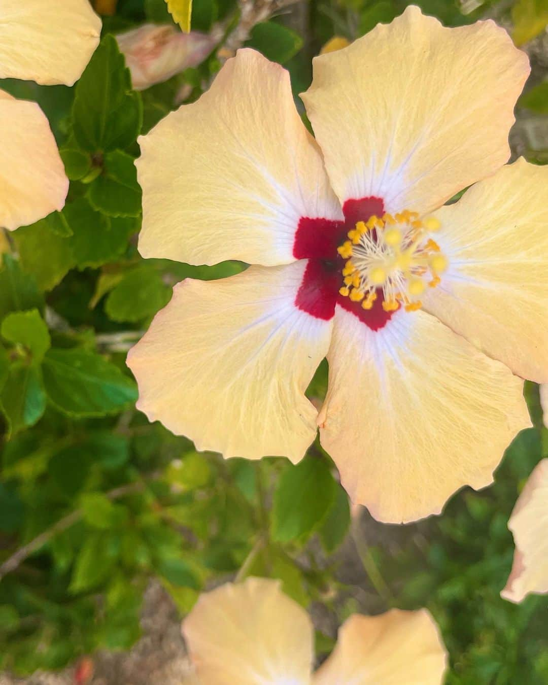 アリソン・シュミットさんのインスタグラム写真 - (アリソン・シュミットInstagram)「On a recent trip I was surrounded by beautiful scenery and flowers 🌸🌴🌺🌵🌷🪷🌾🐚   As I took it all in, all that kept coming to me was how flowers are so different, yet so beautiful. And how each flowers blooms at the right time, at their own pace.   I related with this so much because as I come back from surgery… I’m hard on myself. As I haven’t been able to workout like I would like to, I judge my body and compare my progression.   These messages from flowers really resonated within 🥹 and if anyone can relate, this is for you. Or this is just a post of pretty flowers 🤭   My purpose of this post is to remind you to please give love to YOURSELF. Try giving the same grace and compassion we so freely give to others, to yourself 🤍 if you aren’t where you want to be…what small thing can you do to go into the direction you want to grow? 🌈🌸💛  #selflove #compassion #grace #love #flowers #celebrateyourself」4月5日 2時46分 - arschmitty