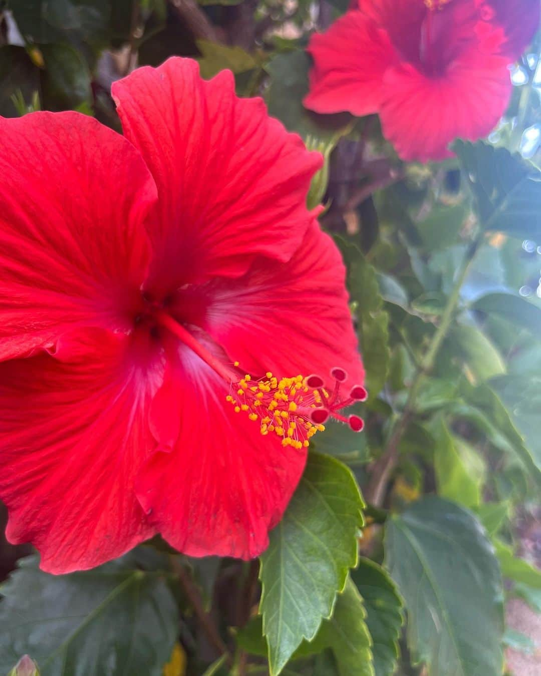 アリソン・シュミットさんのインスタグラム写真 - (アリソン・シュミットInstagram)「On a recent trip I was surrounded by beautiful scenery and flowers 🌸🌴🌺🌵🌷🪷🌾🐚   As I took it all in, all that kept coming to me was how flowers are so different, yet so beautiful. And how each flowers blooms at the right time, at their own pace.   I related with this so much because as I come back from surgery… I’m hard on myself. As I haven’t been able to workout like I would like to, I judge my body and compare my progression.   These messages from flowers really resonated within 🥹 and if anyone can relate, this is for you. Or this is just a post of pretty flowers 🤭   My purpose of this post is to remind you to please give love to YOURSELF. Try giving the same grace and compassion we so freely give to others, to yourself 🤍 if you aren’t where you want to be…what small thing can you do to go into the direction you want to grow? 🌈🌸💛  #selflove #compassion #grace #love #flowers #celebrateyourself」4月5日 2時46分 - arschmitty