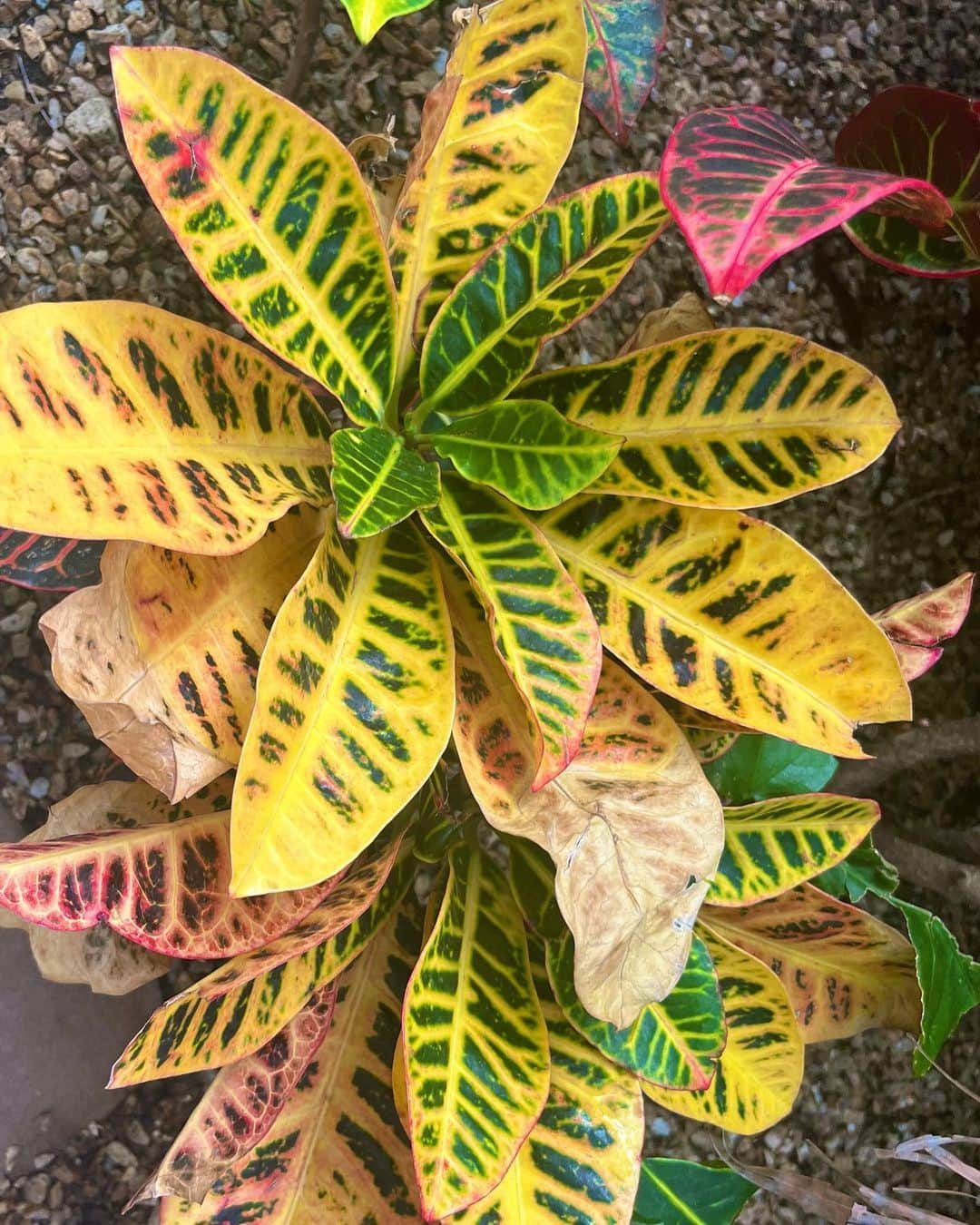 アリソン・シュミットさんのインスタグラム写真 - (アリソン・シュミットInstagram)「On a recent trip I was surrounded by beautiful scenery and flowers 🌸🌴🌺🌵🌷🪷🌾🐚   As I took it all in, all that kept coming to me was how flowers are so different, yet so beautiful. And how each flowers blooms at the right time, at their own pace.   I related with this so much because as I come back from surgery… I’m hard on myself. As I haven’t been able to workout like I would like to, I judge my body and compare my progression.   These messages from flowers really resonated within 🥹 and if anyone can relate, this is for you. Or this is just a post of pretty flowers 🤭   My purpose of this post is to remind you to please give love to YOURSELF. Try giving the same grace and compassion we so freely give to others, to yourself 🤍 if you aren’t where you want to be…what small thing can you do to go into the direction you want to grow? 🌈🌸💛  #selflove #compassion #grace #love #flowers #celebrateyourself」4月5日 2時46分 - arschmitty