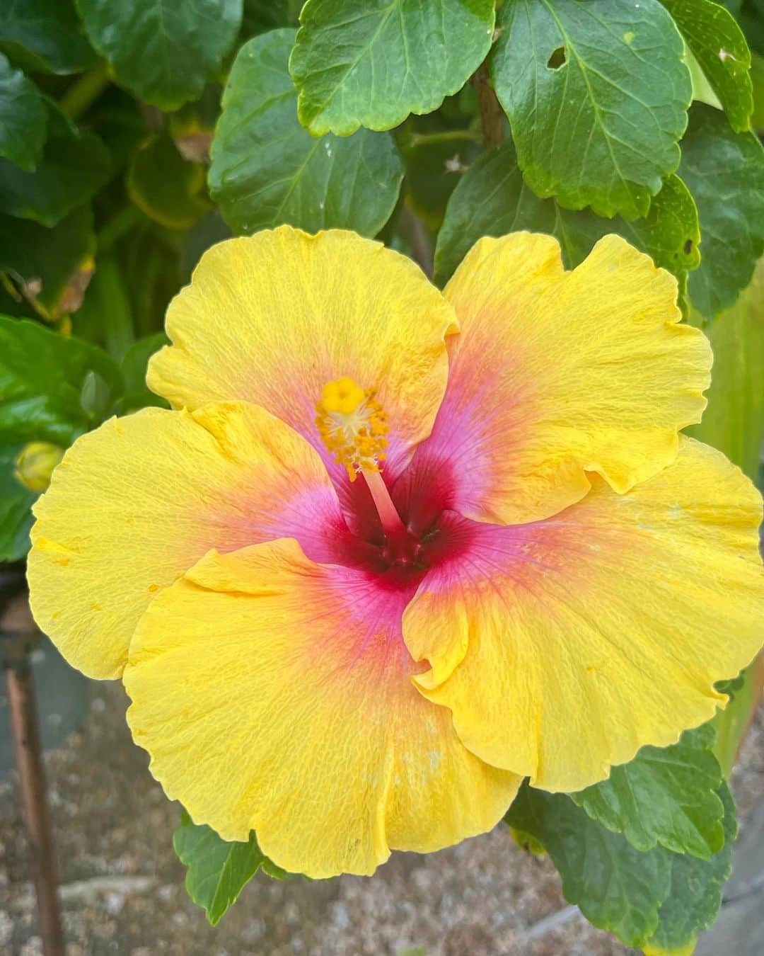 アリソン・シュミットさんのインスタグラム写真 - (アリソン・シュミットInstagram)「On a recent trip I was surrounded by beautiful scenery and flowers 🌸🌴🌺🌵🌷🪷🌾🐚   As I took it all in, all that kept coming to me was how flowers are so different, yet so beautiful. And how each flowers blooms at the right time, at their own pace.   I related with this so much because as I come back from surgery… I’m hard on myself. As I haven’t been able to workout like I would like to, I judge my body and compare my progression.   These messages from flowers really resonated within 🥹 and if anyone can relate, this is for you. Or this is just a post of pretty flowers 🤭   My purpose of this post is to remind you to please give love to YOURSELF. Try giving the same grace and compassion we so freely give to others, to yourself 🤍 if you aren’t where you want to be…what small thing can you do to go into the direction you want to grow? 🌈🌸💛  #selflove #compassion #grace #love #flowers #celebrateyourself」4月5日 2時46分 - arschmitty