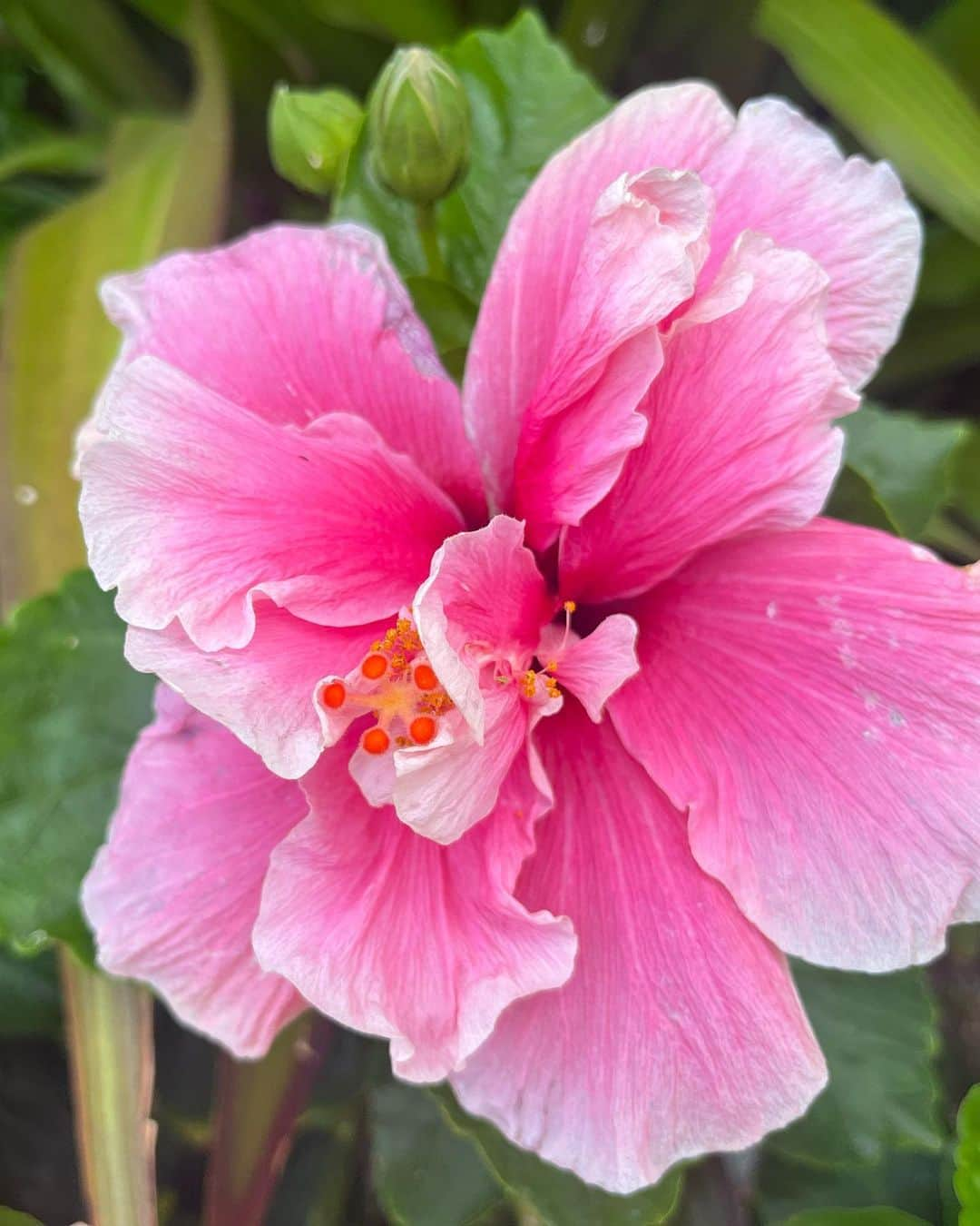 アリソン・シュミットのインスタグラム：「On a recent trip I was surrounded by beautiful scenery and flowers 🌸🌴🌺🌵🌷🪷🌾🐚   As I took it all in, all that kept coming to me was how flowers are so different, yet so beautiful. And how each flowers blooms at the right time, at their own pace.   I related with this so much because as I come back from surgery… I’m hard on myself. As I haven’t been able to workout like I would like to, I judge my body and compare my progression.   These messages from flowers really resonated within 🥹 and if anyone can relate, this is for you. Or this is just a post of pretty flowers 🤭   My purpose of this post is to remind you to please give love to YOURSELF. Try giving the same grace and compassion we so freely give to others, to yourself 🤍 if you aren’t where you want to be…what small thing can you do to go into the direction you want to grow? 🌈🌸💛  #selflove #compassion #grace #love #flowers #celebrateyourself」