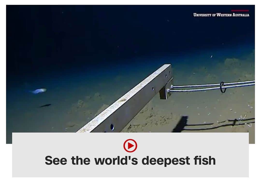 ポール・アデルスタインのインスタグラム：「PLEASE be an Emo fish listening to Bon Iver and reading Infinite Jest…pleeeeease 🐠 #EmoFish」