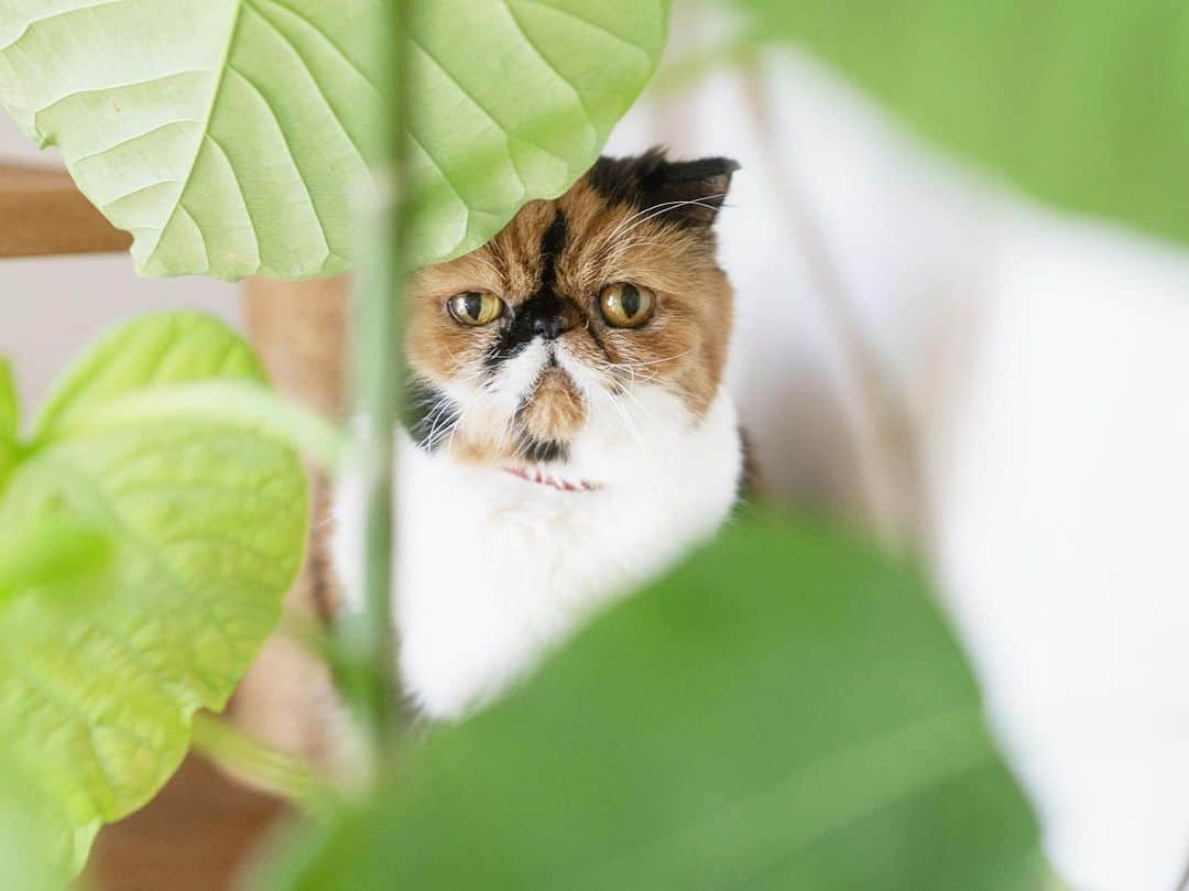 清水桜子のインスタグラム：「少し前の、元気もりもりめめ子さん。 久しぶりにキャットタワーに登ってビックリ！  季節の変わり目で、今ちょっと体調崩し気味ですが。 乗り越えて早く元気になぁれ。」