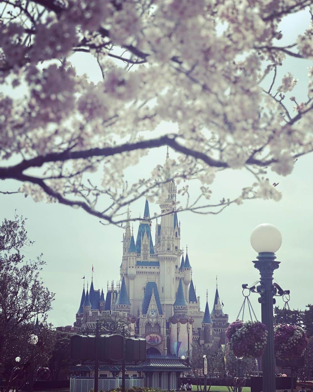 のインスタグラム：「春休みに入ったと思ったらあっという間に4月を迎え、もうすぐ春休みが終わろとしています。 シンデレラ城と桜🌸 ミニーちゃん主役のパレード 最後に見られてよかった♡」
