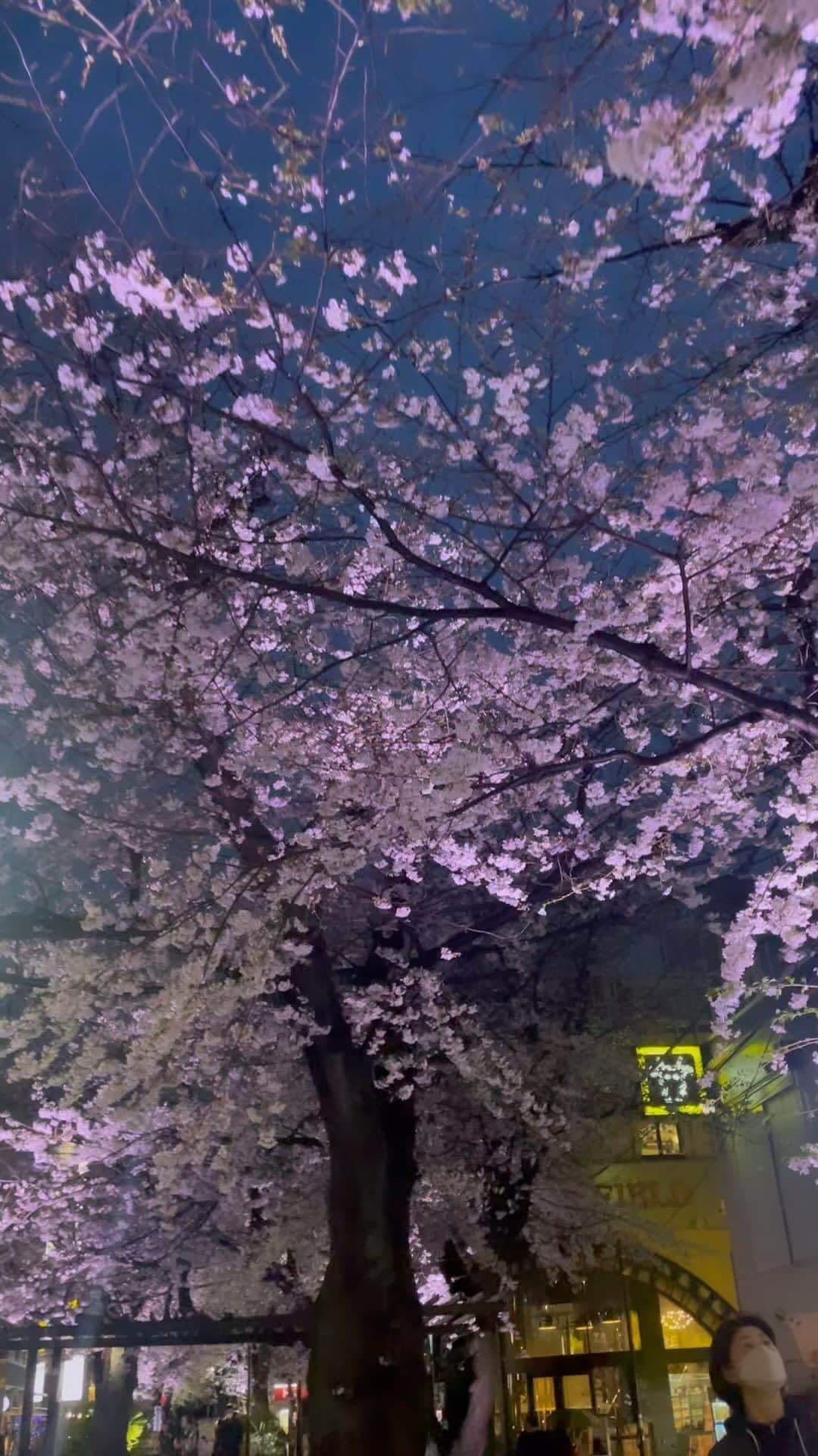 中谷優心のインスタグラム：「今年の桜ももう無くなりそうですね」