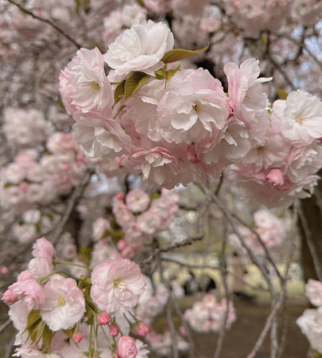 千佐真里奈さんのインスタグラム写真 - (千佐真里奈Instagram)「🌸🌸🌸  もこもこの桜 可愛い!  そして木がかっこいい。 全然詳しくないけれど 木みるの好きなんだよなぁ〜〜  花粉にやられながらも癒された日。  #春 #桜 #cherryblossoms #桜スポット #お花見 #お花見スポット #観光スポット #新宿 #新宿御苑 #自然 #木 #日本の風景 #癒しの空間」4月4日 18時41分 - chisamusic