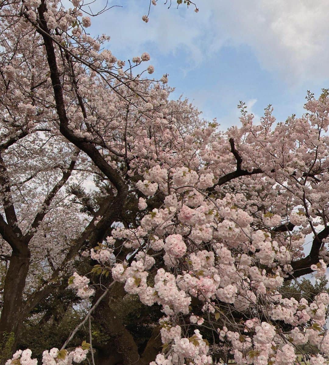 千佐真里奈のインスタグラム：「🌸🌸🌸  もこもこの桜 可愛い!  そして木がかっこいい。 全然詳しくないけれど 木みるの好きなんだよなぁ〜〜  花粉にやられながらも癒された日。  #春 #桜 #cherryblossoms #桜スポット #お花見 #お花見スポット #観光スポット #新宿 #新宿御苑 #自然 #木 #日本の風景 #癒しの空間」