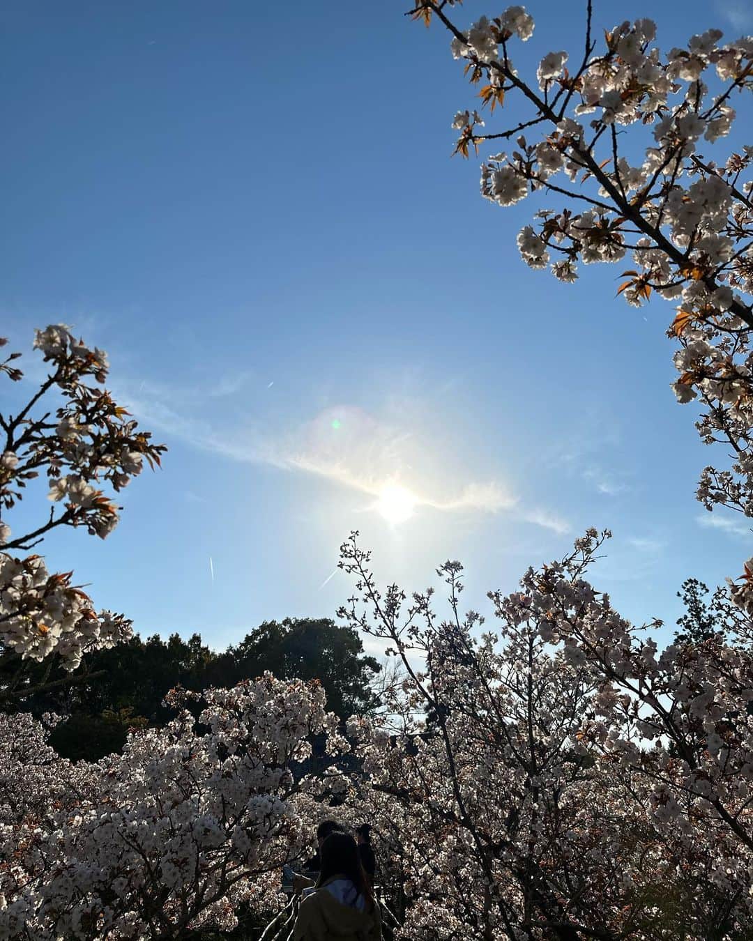 HiRAO INCさんのインスタグラム写真 - (HiRAO INCInstagram)「. 満開の 御室桜(おむろざくら) 荘厳で雅な春の仁和寺」4月4日 18時50分 - kayokohirao