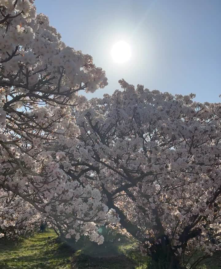 HiRAO INCのインスタグラム：「. 満開の 御室桜(おむろざくら) 荘厳で雅な春の仁和寺」