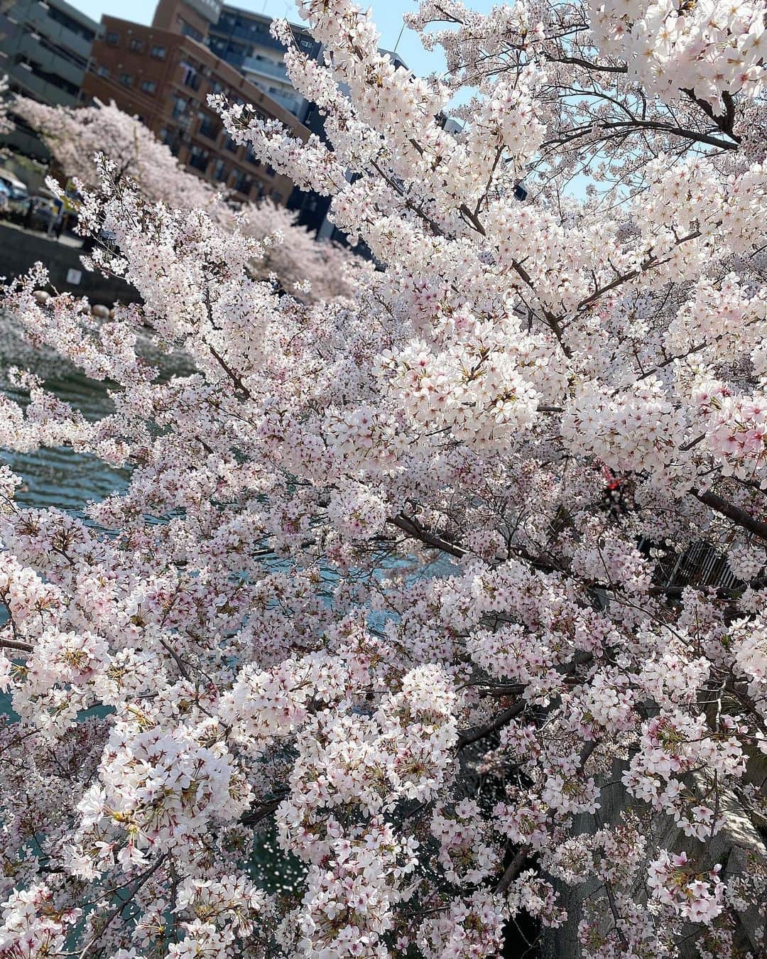 岩崎静羅さんのインスタグラム写真 - (岩崎静羅Instagram)「☺︎ 滑り込みでお花見done！ 天気も良くて 満開の桜&ひらひら舞う花びらの 贅沢コンビを堪能してきました✨  私は花より団子派です。  #cherryblossom #sakura #桜 #お花見 #花より団子 #japanese #japan」4月4日 18時43分 - seeeeiiiiraaaa
