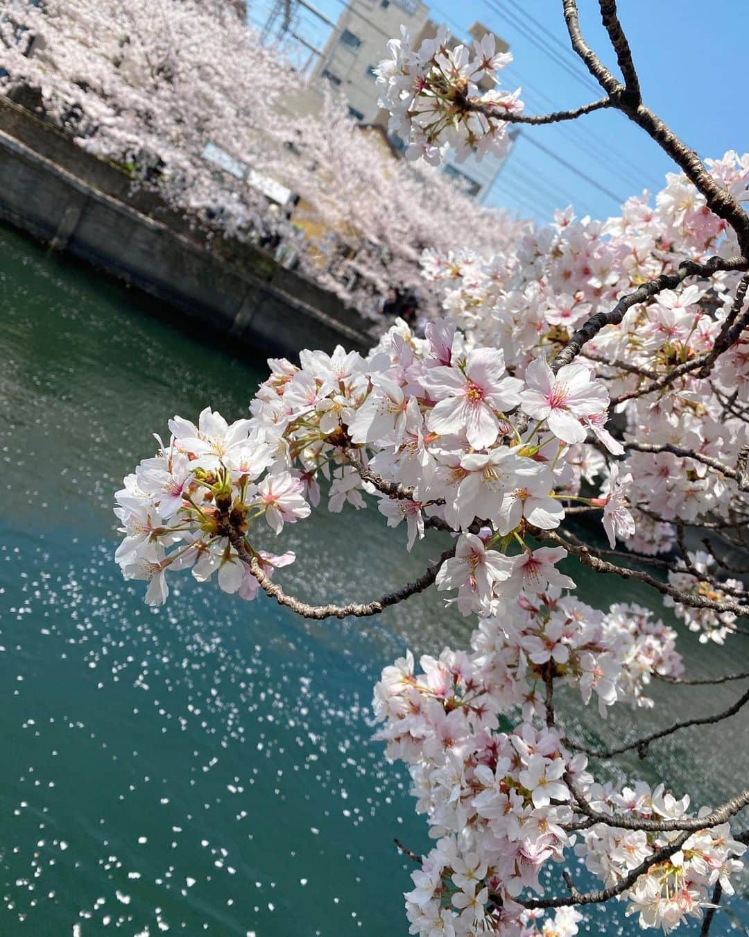 岩崎静羅さんのインスタグラム写真 - (岩崎静羅Instagram)「☺︎ 滑り込みでお花見done！ 天気も良くて 満開の桜&ひらひら舞う花びらの 贅沢コンビを堪能してきました✨  私は花より団子派です。  #cherryblossom #sakura #桜 #お花見 #花より団子 #japanese #japan」4月4日 18時43分 - seeeeiiiiraaaa