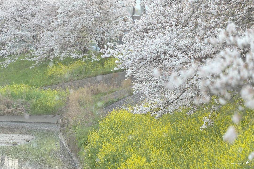 иαяα & куσтσ νιятυαℓ ωσяѕhιρのインスタグラム：「. 桜散る玉ボケ🌸 . 伺った日は佐保川桜並木は見ごろが過ぎ散り始めてました。 ヒラヒラ舞う桜の花びらが夕日を受けてキラキラ 望遠で玉ボケ狙って撮影いたしました。  ＝＝＝＝＝＝＝＝＝＝＝＝＝＝＝＝＝＝＝＝＝  Location：Nara Japan Gear：SONY α7Ⅲ Lens：Canon EF70-200mm f4l  Please share and follow my page. @i_masanao  ＝＝＝＝＝＝＝＝＝＝＝＝＝＝＝＝＝＝＝＝＝  #桜 #玉ボケ #佐保川 #奈良観光 #はなまっぷ #奈良県景観資産 #わたしは奈良派 #nara #sakura #narajapan #photo_jpn #team_jp_ #lovers_nippon #retrip_nippon #wu_japan #japan_of_insta #team_jp_ #nipponpic #japan_daytime_view」
