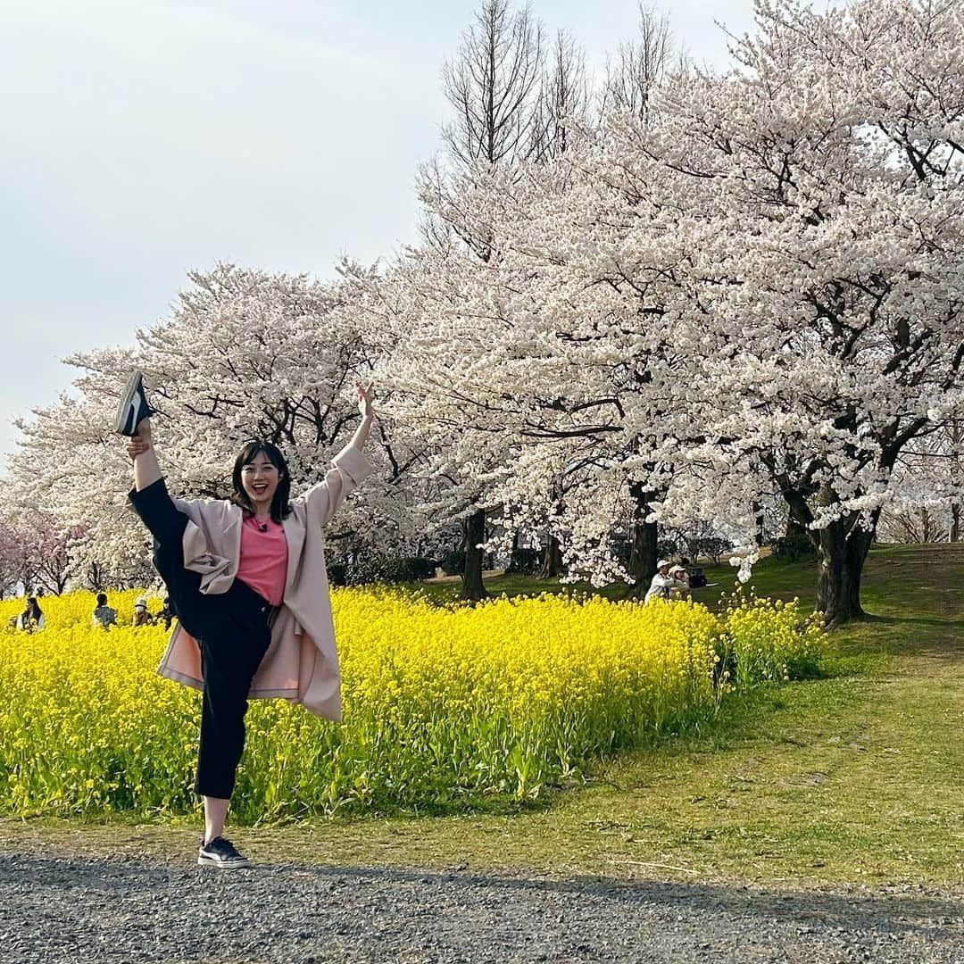 松本亜美さんのインスタグラム写真 - (松本亜美Instagram)「今日も新潟一番をご覧いただきありがとうございました😊 生中継は上堰潟公園からでした🌸 満開の桜に見頃の菜の花🌼 春の美しい競演でした！  園内には薄紅色の桜が約450本、鮮やかな黄色の菜の花は160万本以上も咲き誇っていて、見応えがあります☀️ 気が付けば何枚も写真を撮っていました😂 久々にY字バランスを📸  上堰潟公園は角田山が望めるので、菜の花と桜とともに雄大な風景が楽しめますよ！  桜は今週いっぱい、菜の花は今月いっぱい見頃が続くということです！  お花に囲まれると気持ちが明るくなりますね✨パワーをチャージして明日のスタジオMCを頑張ります🍀  #teny #テレビ新潟  #夕方ワイド新潟一番  #生中継  #新潟市西蒲区 #上堰潟公園  #桜 #菜の花 #競演 #春のコラボ  #バレエ #y字バランス  #お花見 したくなりました #あみの中継記録  #アナウンサー  #松本亜美」4月4日 18時55分 - ami_matsumoto_teny