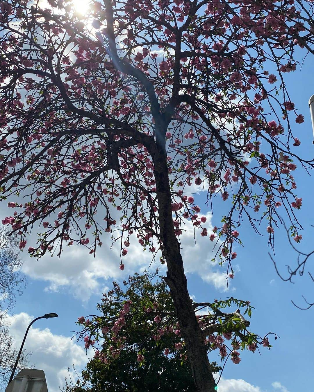 ほしのあすかのインスタグラム：「🌸🌼💐🌷🌹🎁」