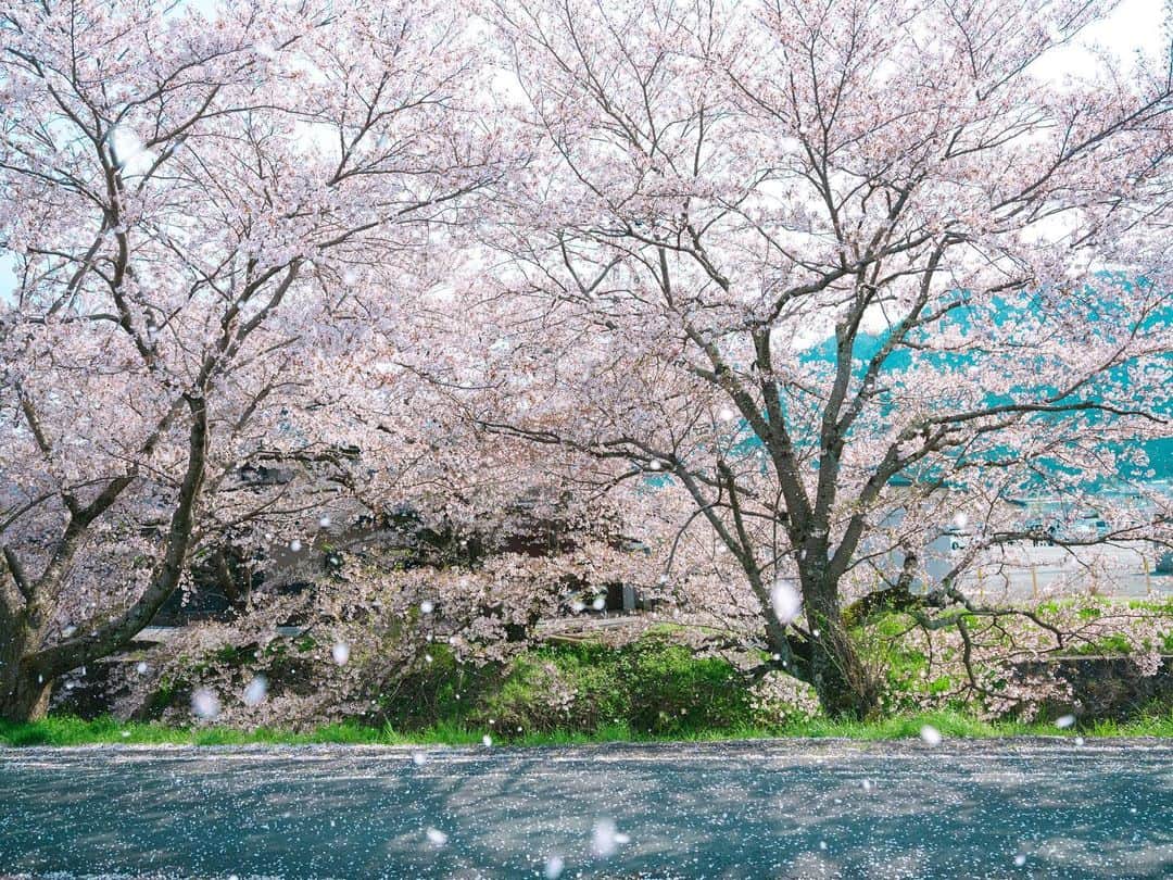 sorayuchiのインスタグラム：「・ さくらも終わっちゃいましたね🌸 GWはどこか行きたいな。 どこ行こう！🚗  #igersjp #igersoftheday #huntgramjapan #tokyocameraclub #東京カメラ部　#japan #日本　#関西　#兵庫　#hyogo #神戸　#写真好きな人と繋がりたい　#カメラ好きな人と繋がりたい　#写真撮ってる人と繋がりたい　#instagram #instagramjapan #fujifilm #gfx50r  #富士フィルム　 #フジフィルム #さくら　#SAKURA #japan」
