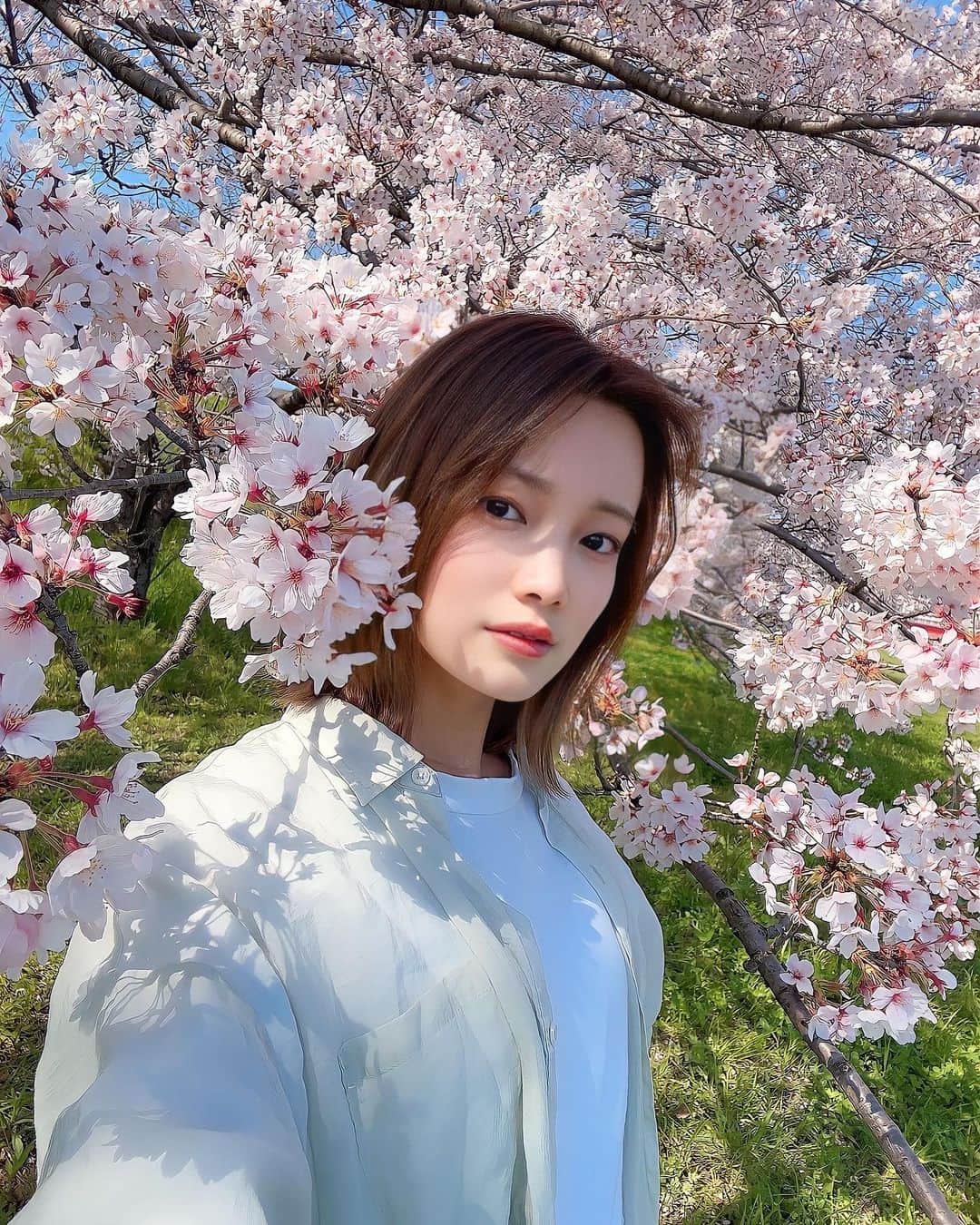 いしださきのインスタグラム：「桜めっちゃ綺麗やった🌸」