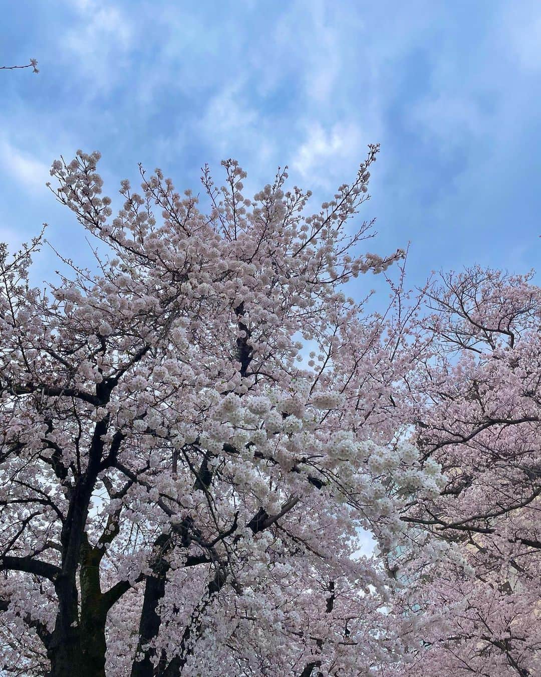 後藤夕貴のインスタグラム：「今年はお花見散歩できました❀ ㅤ ぷりぷりの桜かわいい 夕陽と桜のコラボも幻想的で綺麗だったな (写真じゃ伝わらないのが悔しい)  最後はおまけです🦭🫧」