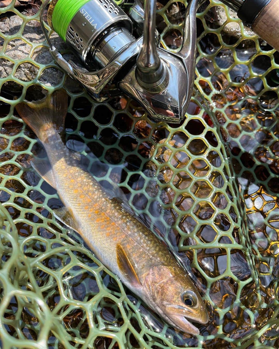 関川良のインスタグラム：「活性上がってきたのか、やっと釣れるアクションができるようになってきたのか。。。  にしても放流エリアじゃないポイントの一本は嬉しい  また遊んでね。  #SHIMANO #troutfishing #trout #fishing #STELLA #stellac2000shg #cardiff #渓流釣り #渓流」
