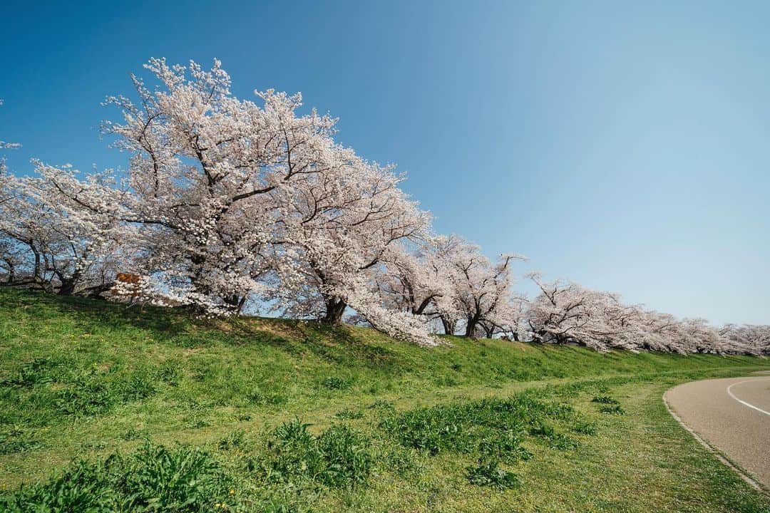 京都いいとこフォトさんのインスタグラム写真 - (京都いいとこフォトInstagram)「. 背割堤の桜並木。 波のように幾重にも連なる姿は圧巻です。 . Row of cherry blossom trees along Sewaritei. The rows of cherry blossoms that form a wave-like pattern are a sight to behold. . Date:2023.3.30 Location:#背割堤 #sewaritei Photo:@iharalba .」4月4日 19時11分 - kyoto_iitoko