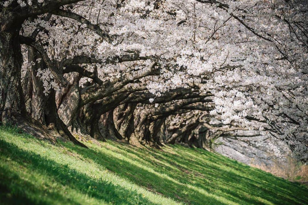 京都いいとこフォトのインスタグラム：「. 背割堤の桜並木。 波のように幾重にも連なる姿は圧巻です。 . Row of cherry blossom trees along Sewaritei. The rows of cherry blossoms that form a wave-like pattern are a sight to behold. . Date:2023.3.30 Location:#背割堤 #sewaritei Photo:@iharalba .」