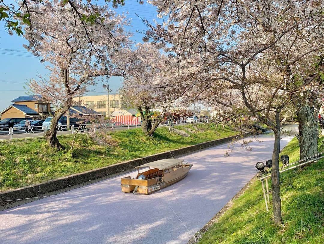 加藤千暁さんのインスタグラム写真 - (加藤千暁Instagram)「今年も花見出来たー🌸 葉桜の所で花びらたくさん舞うのも ピンクのもふもふの桜も きれーだったーーー✨✨ #お花見 #桜#さくら#sakura」4月4日 19時13分 - chiaki525