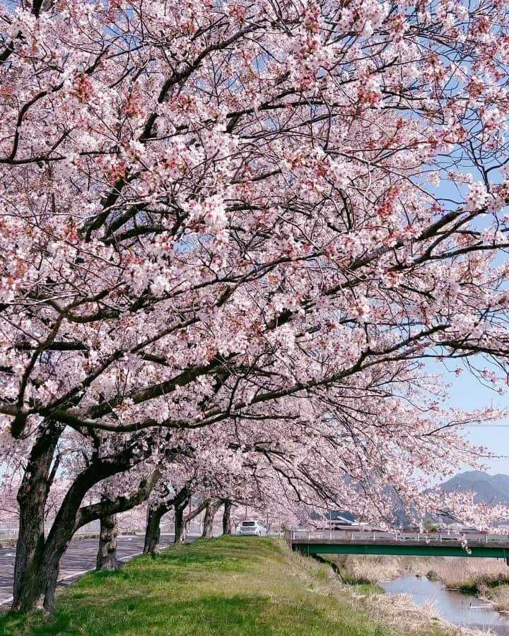 JULIANのインスタグラム：「Yesterday was the last chance to see the cherry blossoms in full bloom this year...🌸  #兵庫県 #丹波市 #氷上町  #関西おでかけ  #桜  #桜並木  #ソメイヨシノ  #桜スポット #満開 #満開の桜  #春 #花見 #🌸 #はなまっぷ  #チェリーブロッサム  #花 #花のある暮らし  #川沿い #河川敷 #景色　#風景 #風景写真　 #ファインダー越しの私の世界  #cherryblossom  #誰かに見せたい風景  #誰かに見せたい景色  #スマホ越しの私の世界 #スマホ写真部 #スマホ撮影  #写真で伝えたい私の世界」