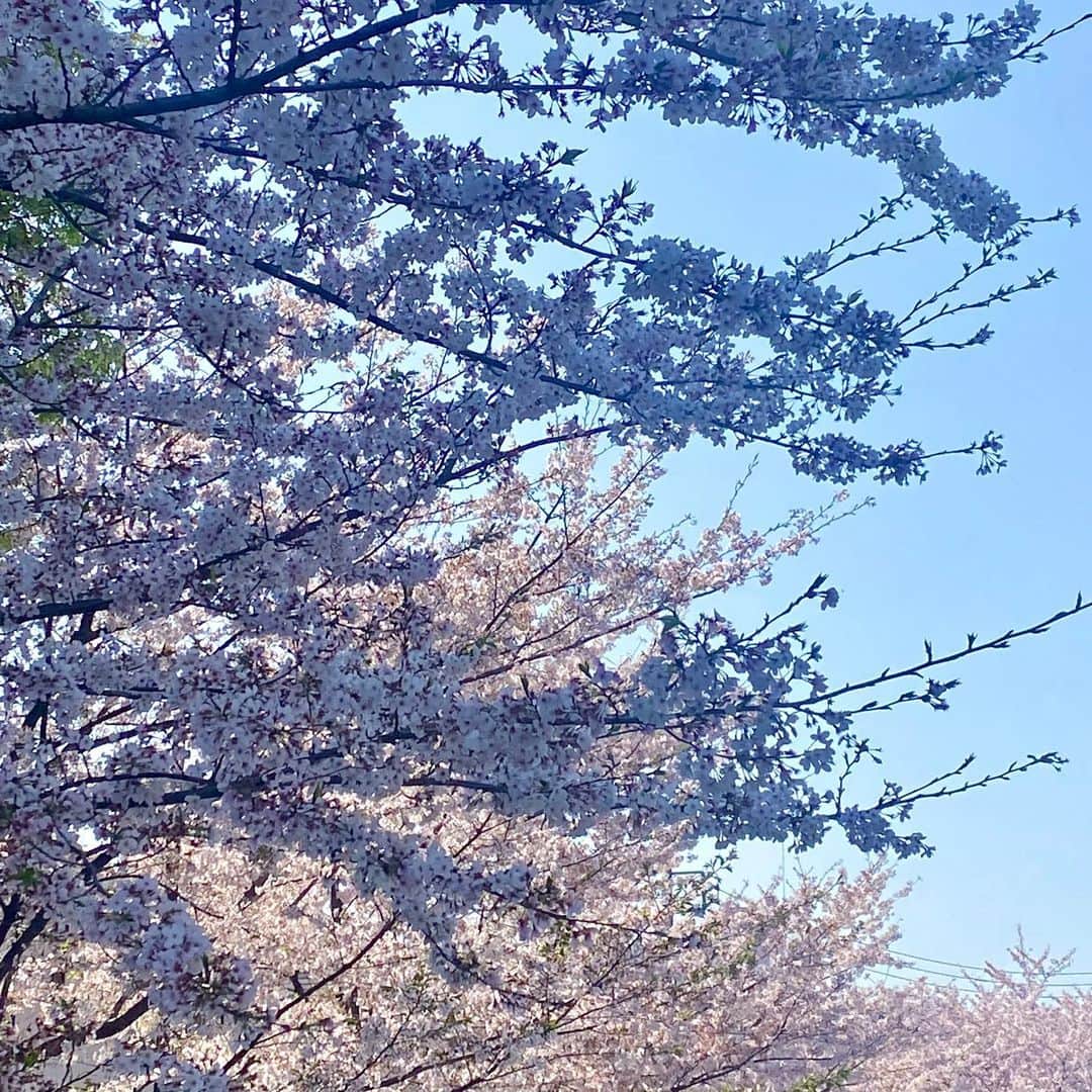 浅見姫香さんのインスタグラム写真 - (浅見姫香Instagram)「The fleetingly falling cherry blossoms are like one life. Even though it was short, the beauty of the cherry blossoms will remain in my memory forever.  "Art is long, life is short" I really do. Take care. Have a good day.  儚く散る桜は、一つの人生の様。 短くも桜の美しさはずっと記憶に残っている。 「芸術は長く、人生は短し」 本当にそう。 今日を今を大切に。 そして、明日もご安全に！」4月4日 19時33分 - himeka_asami_official