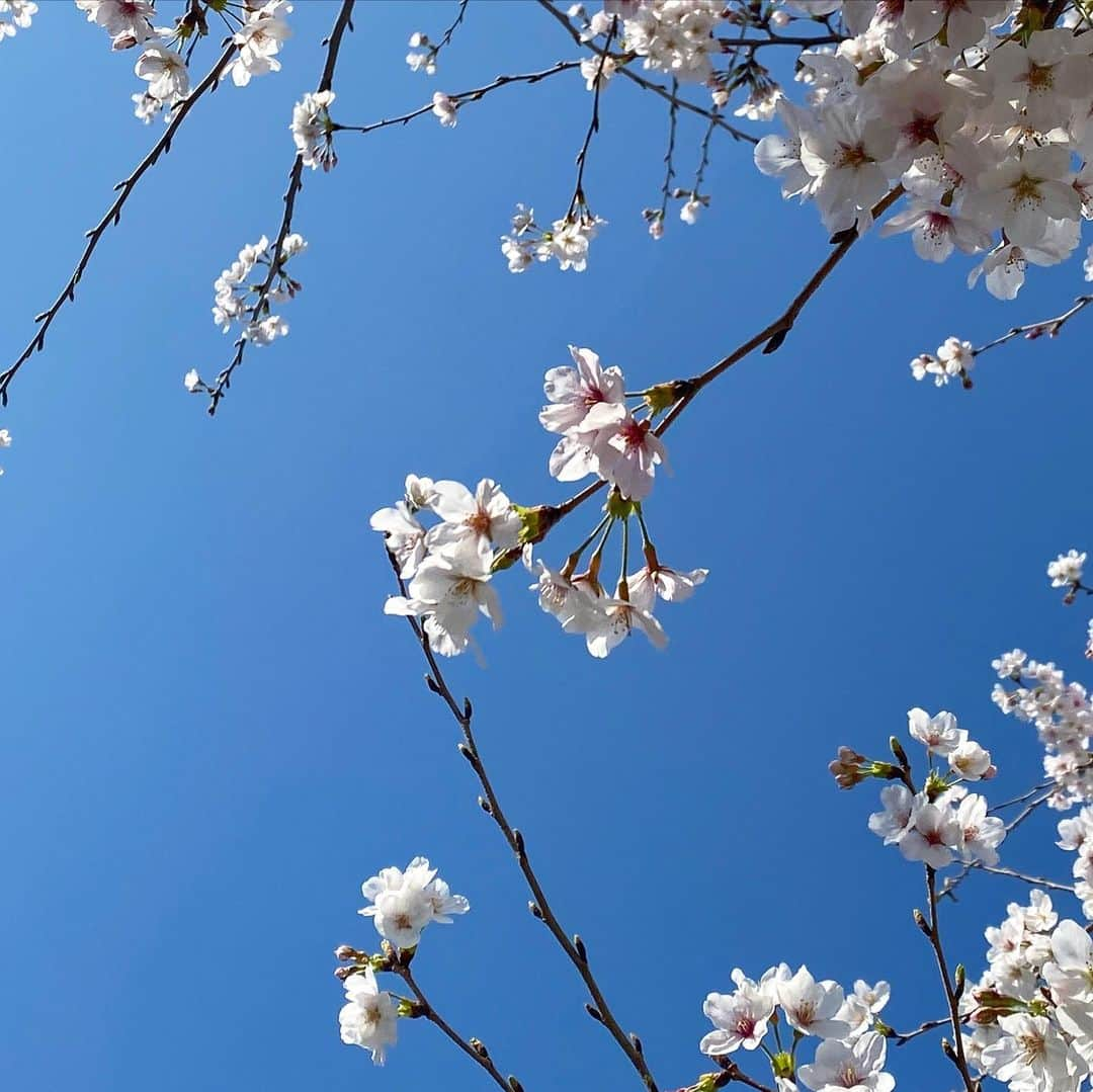 浅見姫香さんのインスタグラム写真 - (浅見姫香Instagram)「The fleetingly falling cherry blossoms are like one life. Even though it was short, the beauty of the cherry blossoms will remain in my memory forever.  "Art is long, life is short" I really do. Take care. Have a good day.  儚く散る桜は、一つの人生の様。 短くも桜の美しさはずっと記憶に残っている。 「芸術は長く、人生は短し」 本当にそう。 今日を今を大切に。 そして、明日もご安全に！」4月4日 19時33分 - himeka_asami_official