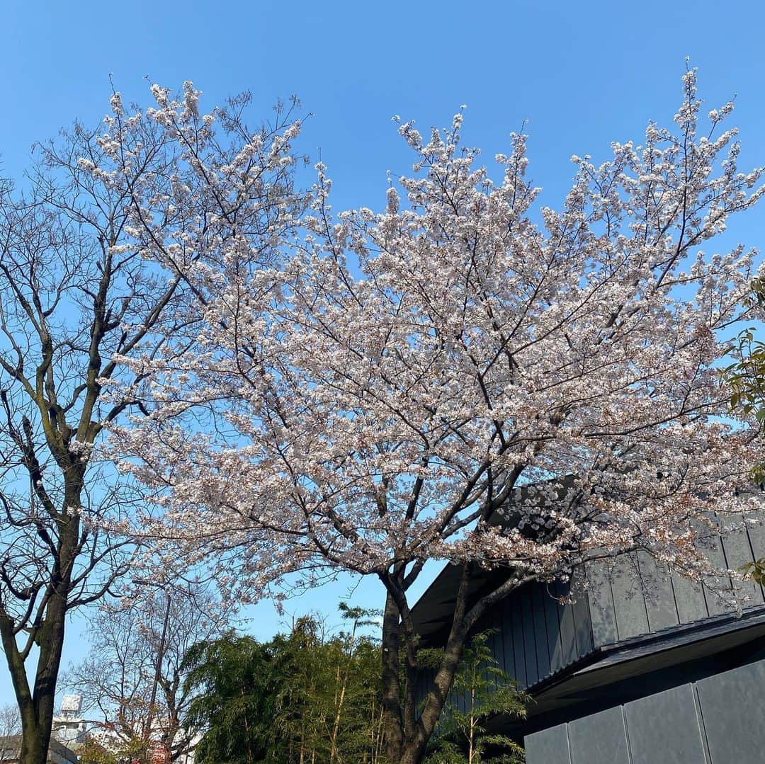 浅見姫香さんのインスタグラム写真 - (浅見姫香Instagram)「The fleetingly falling cherry blossoms are like one life. Even though it was short, the beauty of the cherry blossoms will remain in my memory forever.  "Art is long, life is short" I really do. Take care. Have a good day.  儚く散る桜は、一つの人生の様。 短くも桜の美しさはずっと記憶に残っている。 「芸術は長く、人生は短し」 本当にそう。 今日を今を大切に。 そして、明日もご安全に！」4月4日 19時33分 - himeka_asami_official