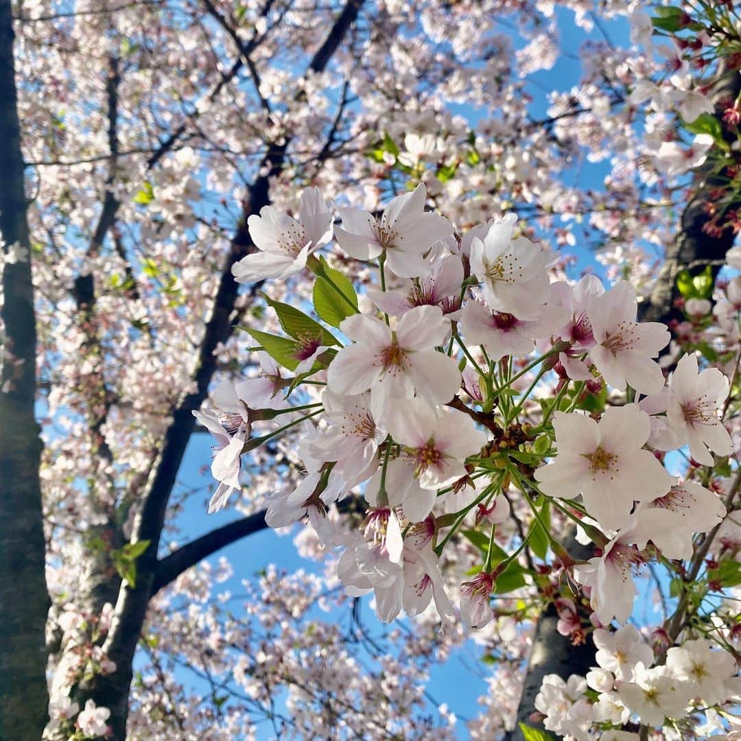 浅見姫香さんのインスタグラム写真 - (浅見姫香Instagram)「The fleetingly falling cherry blossoms are like one life. Even though it was short, the beauty of the cherry blossoms will remain in my memory forever.  "Art is long, life is short" I really do. Take care. Have a good day.  儚く散る桜は、一つの人生の様。 短くも桜の美しさはずっと記憶に残っている。 「芸術は長く、人生は短し」 本当にそう。 今日を今を大切に。 そして、明日もご安全に！」4月4日 19時33分 - himeka_asami_official