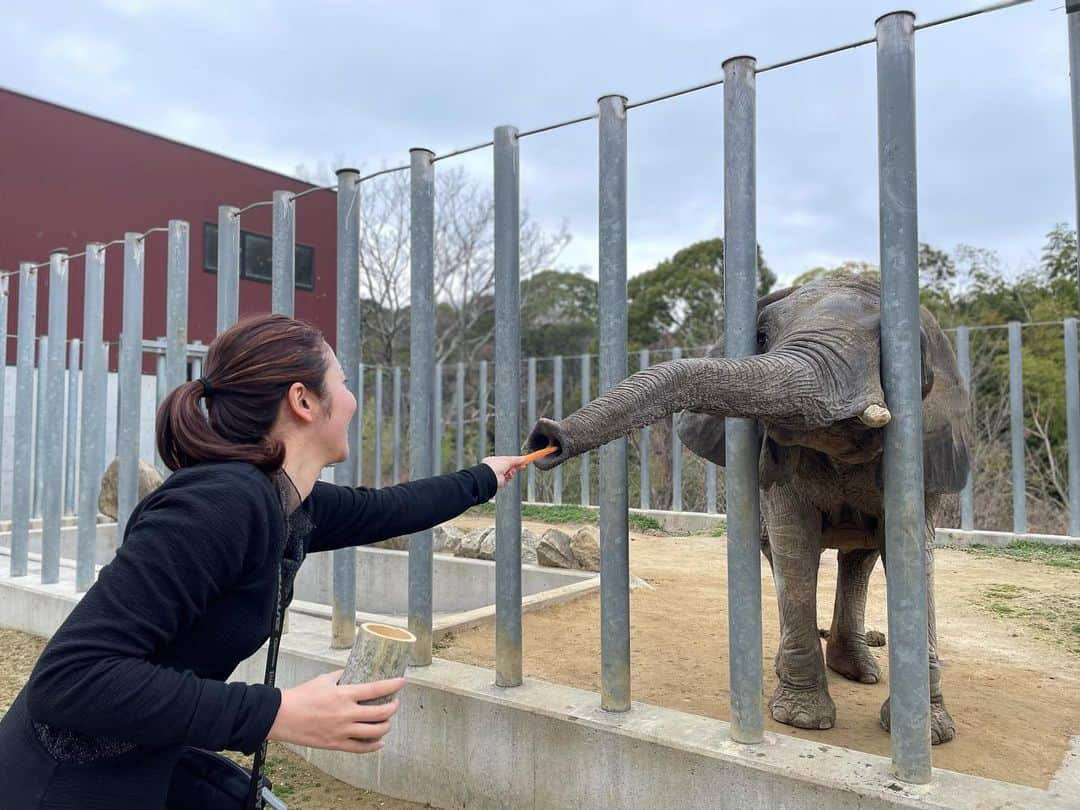 山下耀子のインスタグラム：「らぶりーゾウさん🐘  ニンジン越しに感じるゾウの鼻先は、 思ったより皮膚が分厚くてびっくりした…！！！！！！  届かなかったら口開けて「投げて〜」って待つんよ、可愛くない？☺️💗  #しろとり動物園 #香川旅行 #香川旅 #香川県 #ゾウ #🐘 #象 #四国旅行 #四国旅」