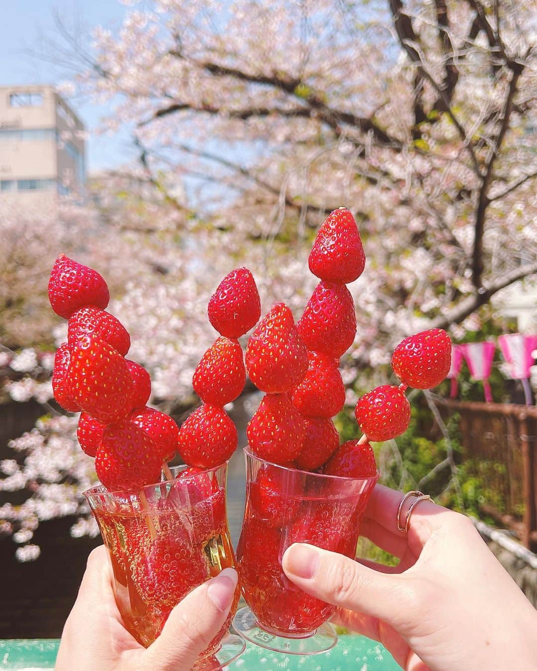 吉田麻衣子さんのインスタグラム写真 - (吉田麻衣子Instagram)「まこちゃんと中目黒でお花見🌸🍡  @sushi_okada  さんの　いちご🍓シャンパン 美味しかった❤️🥹  ちなみに私はアルコール全く駄目なので ノンアルバージョン❤️ #中目黒 #鮨おかだ  #目黒 #花見 #🌸🍡 #いちごシャンパン #🍓🍾 #instahappy #instafollow  #instagood  #instalike  #model  #mercuryduo  #snidel  #cherryblossom  #meguro」4月4日 19時41分 - maiko.yoshida