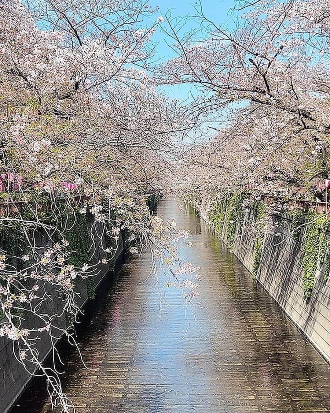 吉田麻衣子さんのインスタグラム写真 - (吉田麻衣子Instagram)「まこちゃんと中目黒でお花見🌸🍡  @sushi_okada  さんの　いちご🍓シャンパン 美味しかった❤️🥹  ちなみに私はアルコール全く駄目なので ノンアルバージョン❤️ #中目黒 #鮨おかだ  #目黒 #花見 #🌸🍡 #いちごシャンパン #🍓🍾 #instahappy #instafollow  #instagood  #instalike  #model  #mercuryduo  #snidel  #cherryblossom  #meguro」4月4日 19時41分 - maiko.yoshida