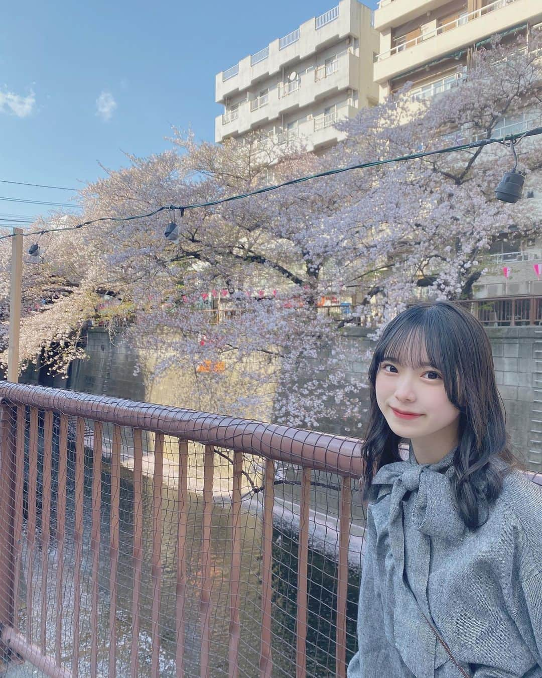 三宅ゆりあさんのインスタグラム写真 - (三宅ゆりあInstagram)「桜並木  #目黒川 #目黒川の桜 #東京 #tokyo #デート #デートスポット #桜 #桜スポット #お花見 #お花見スポット」4月4日 19時41分 - _yuria5.16_