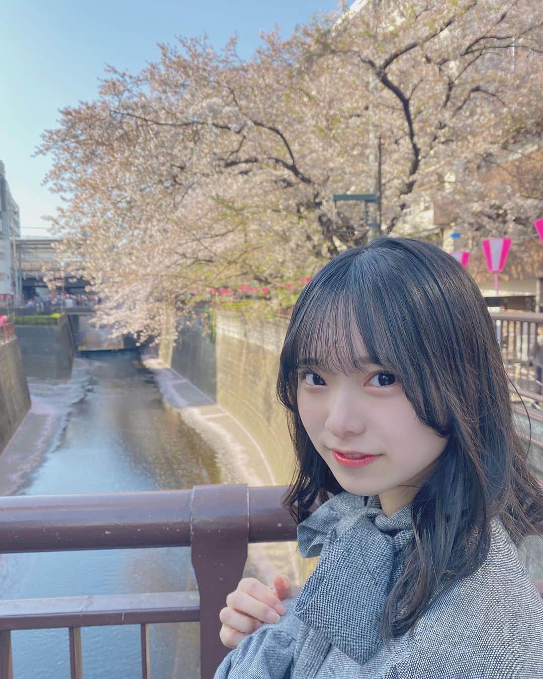 三宅ゆりあのインスタグラム：「桜並木  #目黒川 #目黒川の桜 #東京 #tokyo #デート #デートスポット #桜 #桜スポット #お花見 #お花見スポット」