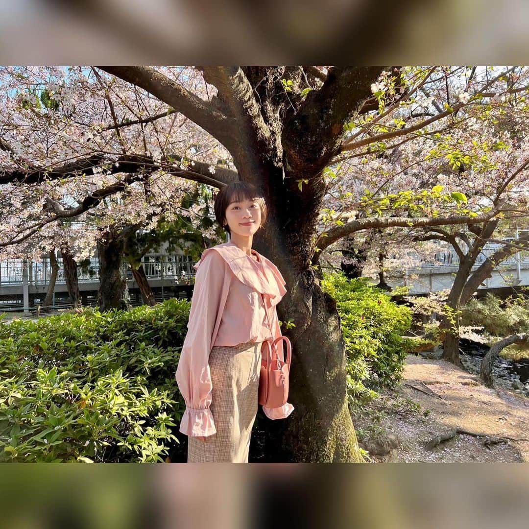 真彩希帆さんのインスタグラム写真 - (真彩希帆Instagram)「みなさま、こんばんは🐥  最近はポカポカの日が続いていて、なんだか気持ちも明るくなるな〜と感じます☺️☀️  昨日は、満開の桜を見に行きました🌸  もう葉桜もだいぶ多くなってきていたのですが、柔らかい生まれたての葉っぱたちをじっくり観察したり🌱  風が吹く度に 美しく散る桜吹雪も楽しめて、今年も行けてよかったです。  子供の頃から、桜ってきれいだなぁと思っていましたが 大人になってから更にその思いは増すばかり...🥰  楽しそうにお花見をする方も沢山いて、 新しい制服を着てニコニコで写真をとる子供も💓  そんな春の様子を見て嬉しくなりました🐥🌿  私自身は、最近買ったピンクのブラウスとチューリップ型のピンクのバッグを身につけて参戦🌷  やっぱり春はピンクでしょ！☺️笑  ショートになったら洋服のテイストも変わるかなと思いましたが、ガーリーな服も意外と着やすくて嬉しい発見でした🌸💓  来年も、また綺麗な桜が見れますように😌🙏🏻  #おさんぽ  #お花見🌸🍡   #歩き途中にスムースクリミナル🚶🏻  #真彩希帆」4月4日 19時42分 - maayakiho