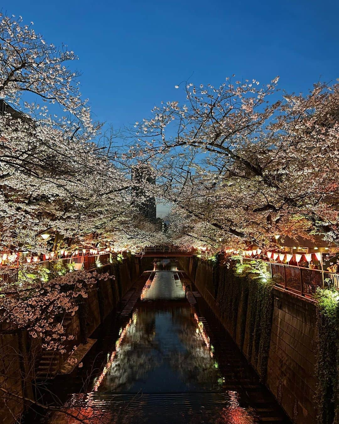 しょうきのインスタグラム：「Nakameguro Cherry Blossom🌸 ⁡ 花見の季節幸せ。 ⁡ ⁡ #中目黒 #お花見 #目黒川 ⁡ #cherryblossom #目黒川の桜 #中目黒の桜 #目黒川お花見 #夜桜 #桜スポット#さくら #桜 #サクラ」